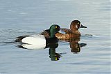 Greater Scaupborder=